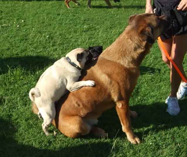 六个月狗狗喜欢抱人腿是怎么回事,六个月大的小狗好动