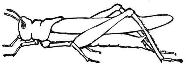 莫言的《蝗虫奇谈》是哪年发表的,莫言蝗虫