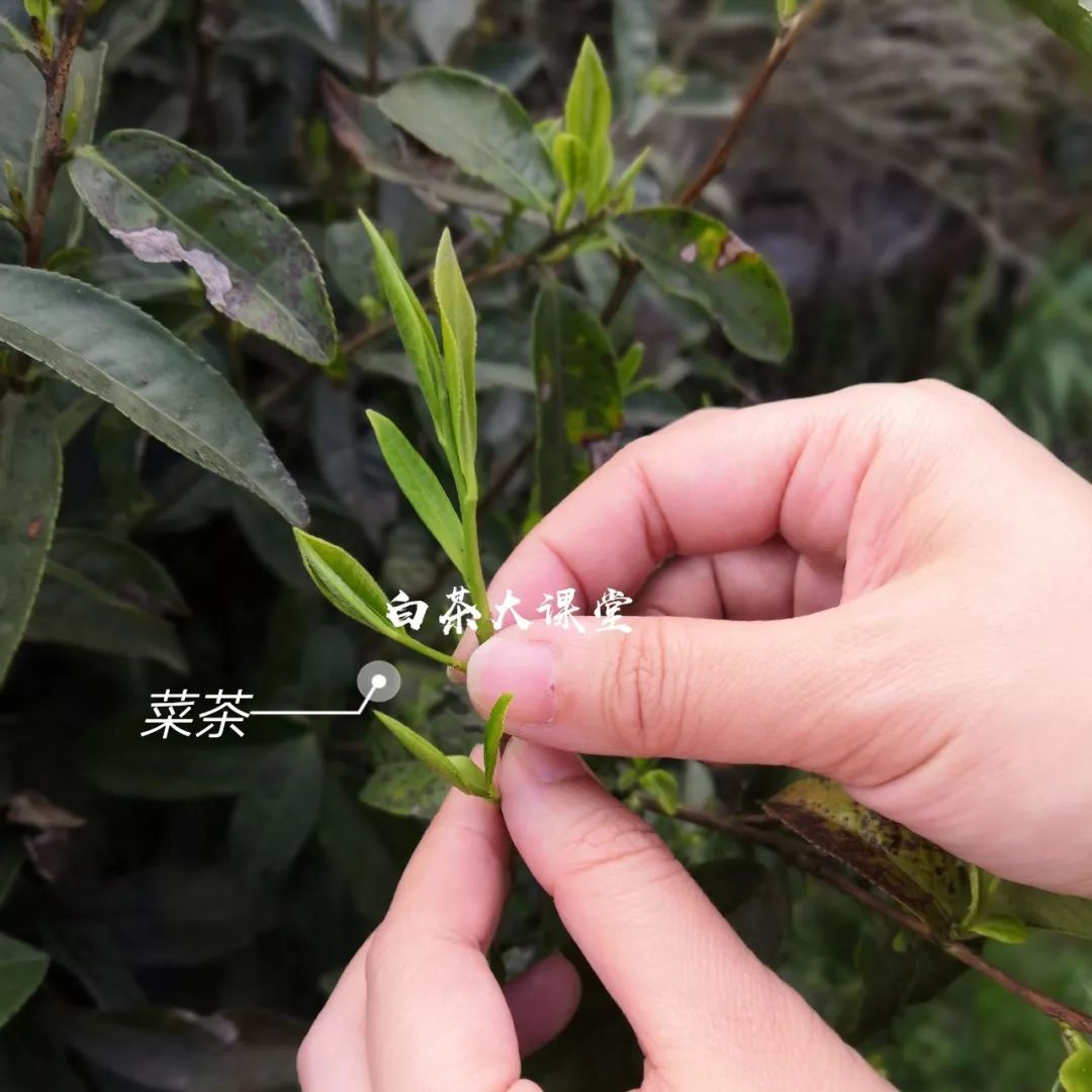 白茶是什么滋味,白茶讲的什么