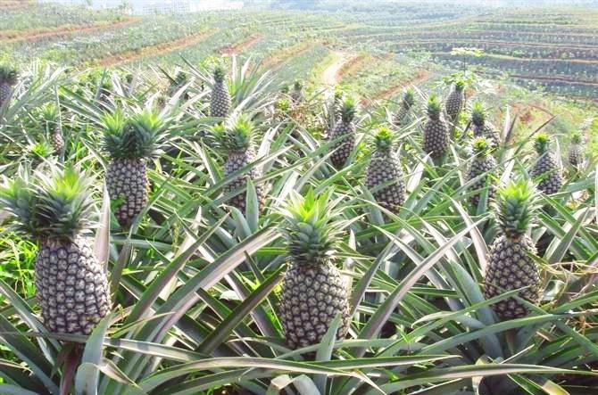 菠萝病害图片大全,菠萝病害用什么药