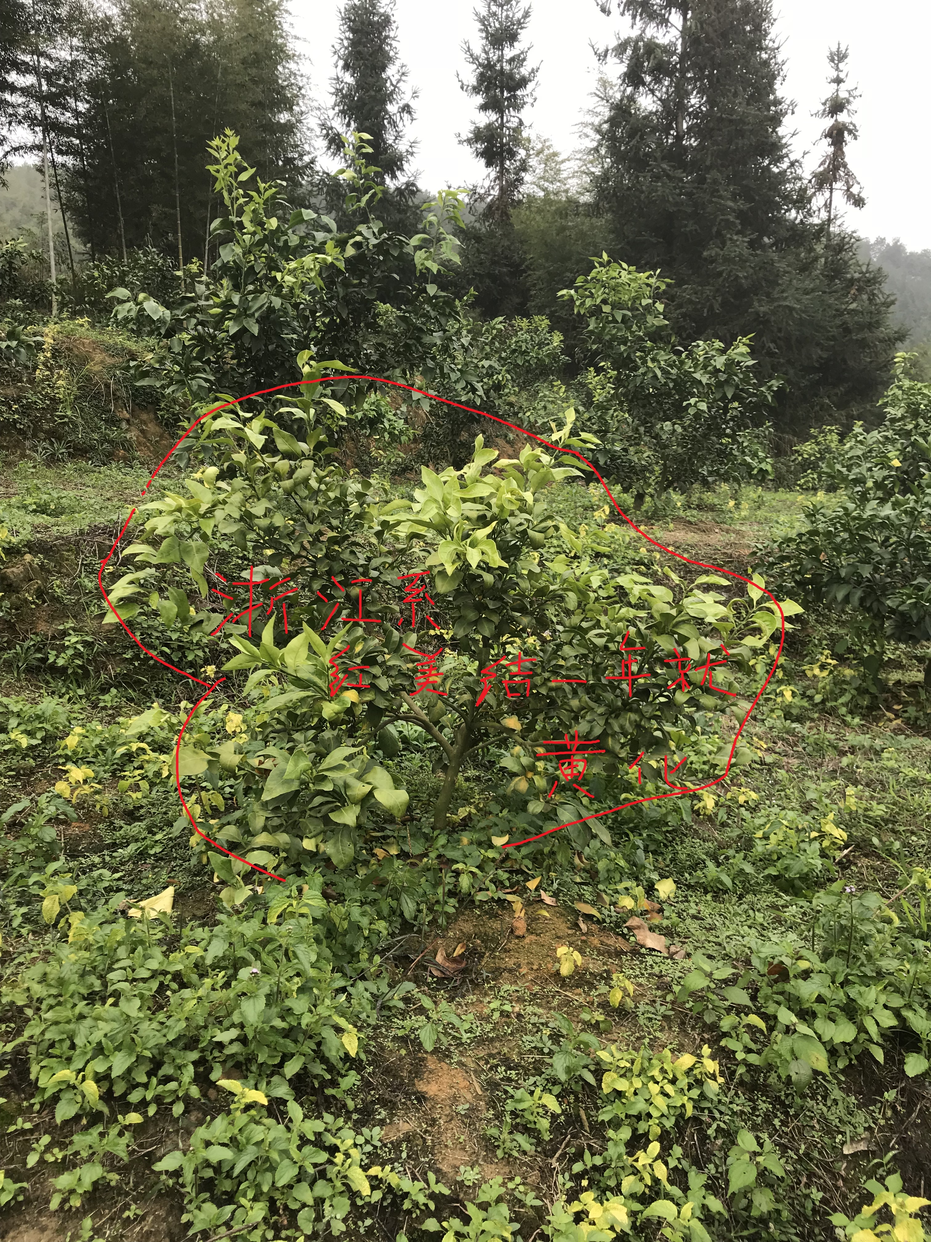 柑橘高接换种技术,柑桔高接的新梢为什么会软