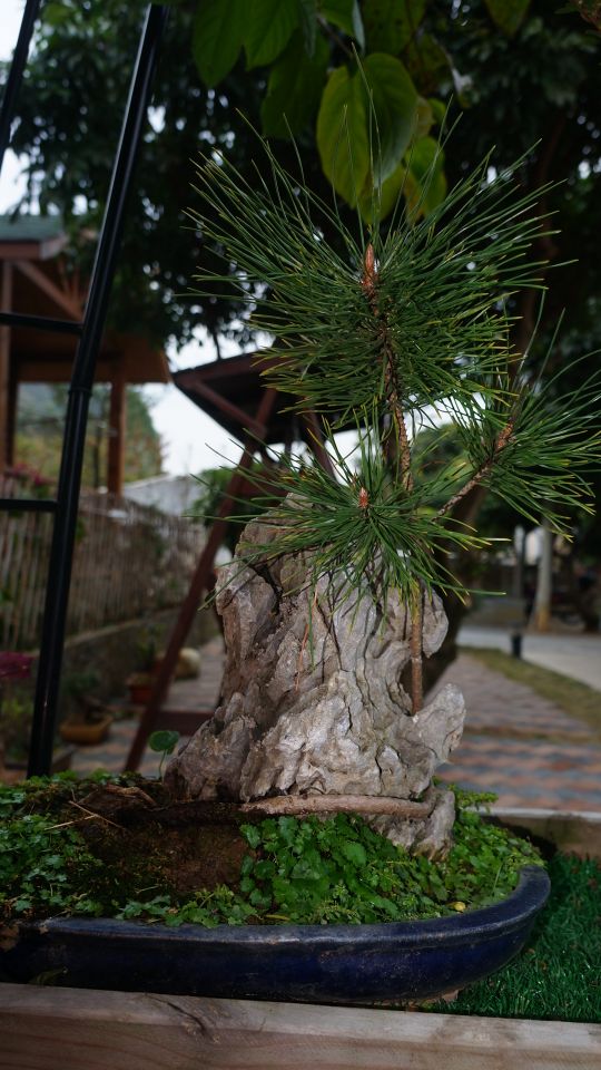 疫情过后娱乐行业重创,疫情过后旅游业的反弹