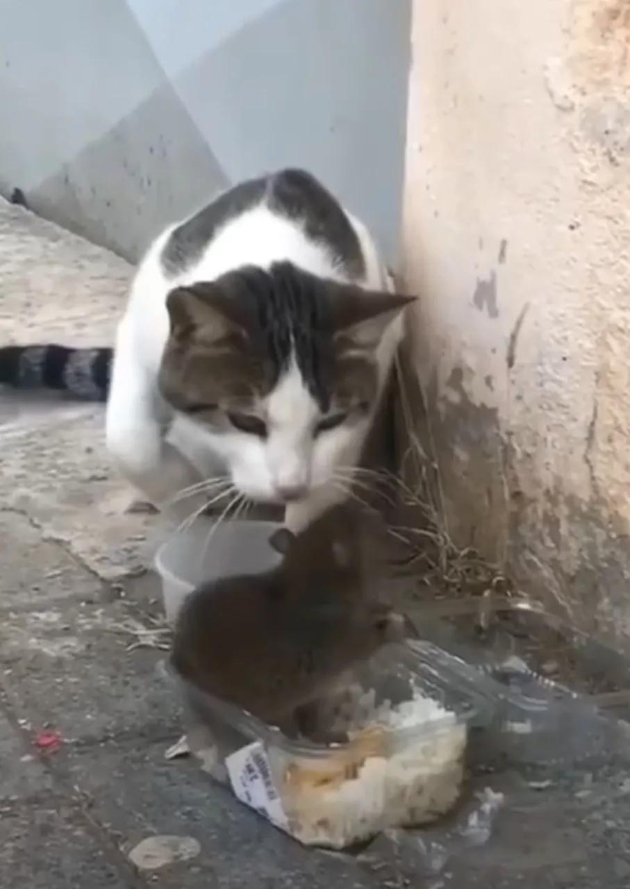 老虎偷小兔的故事,大灰狼偷小猫故事