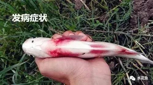 鱼类败血症病原,鱼类败血症的症状