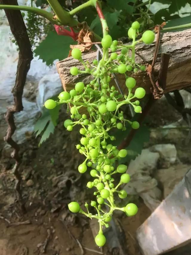 夏黑葡萄大小粒怎么解决,预防葡萄大小粒最好方法