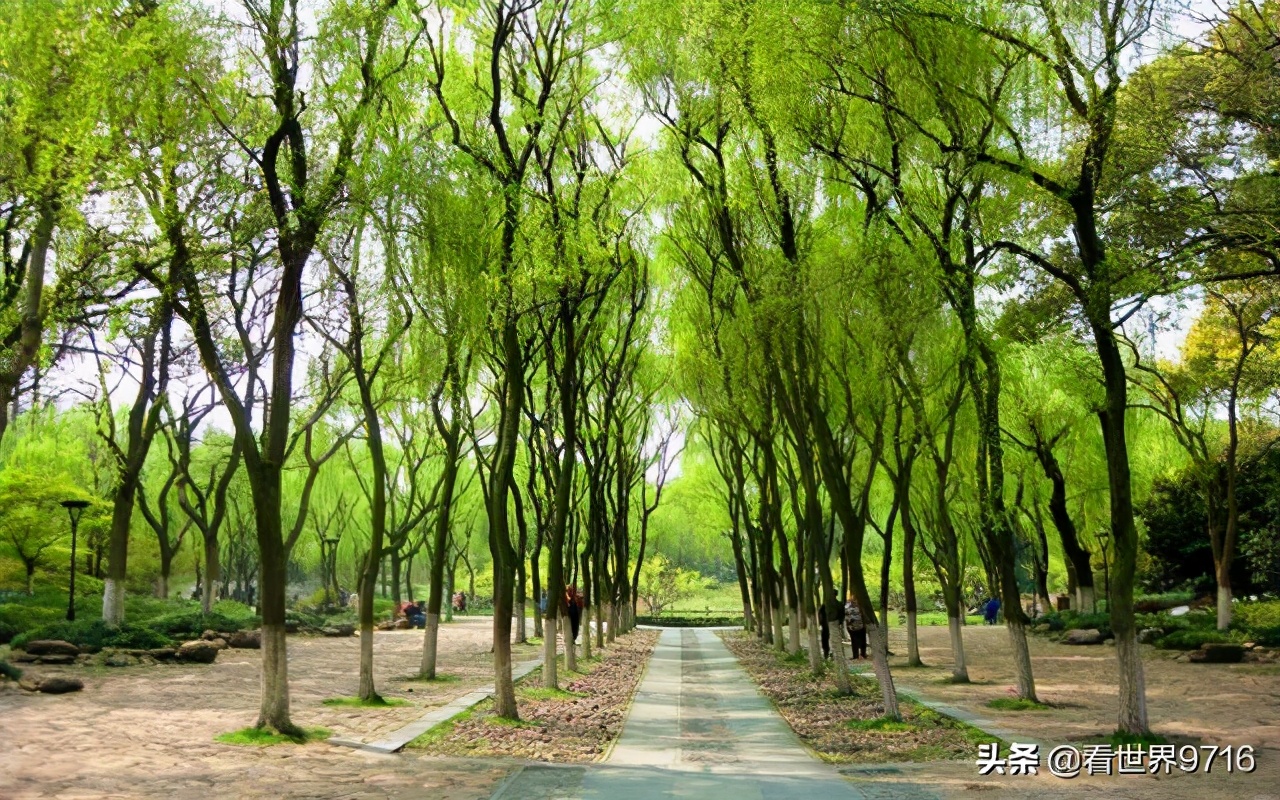 杭州西湖柳浪闻莺图片,杭州西湖风景名胜区柳浪闻莺