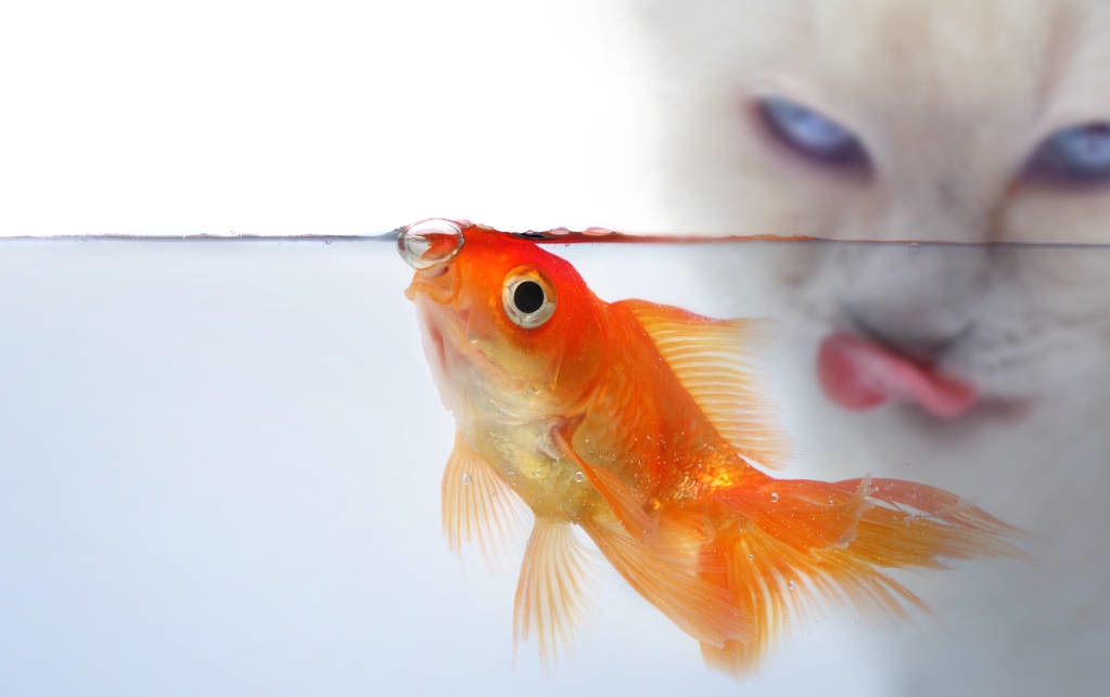 到底哪种小金鱼最好养,小金鱼哪个品种好养