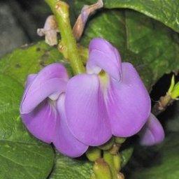 中国诗歌周刊第140期,诗歌国风雅韵第81期