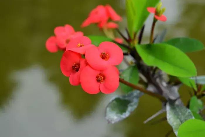 养花绿色液体儿童误食,小孩误食盆栽叶子
