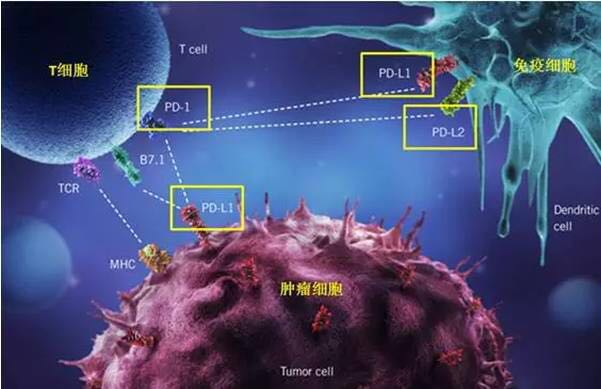治疗癌症免疫疗法,2022癌症免疫新疗法