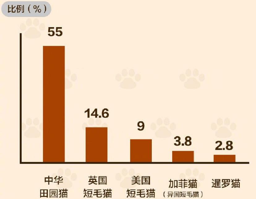 养得最多的宠物猫排行,养得最多的宠物猫排行榜