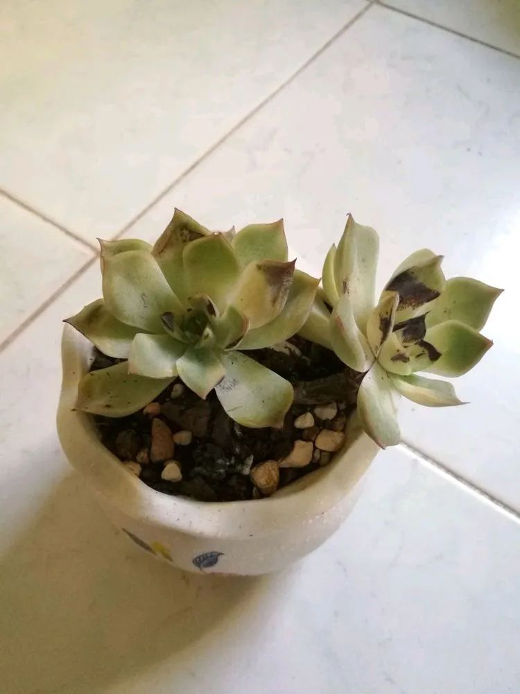 适合从小养到大的多肉,由小到大由浅入深