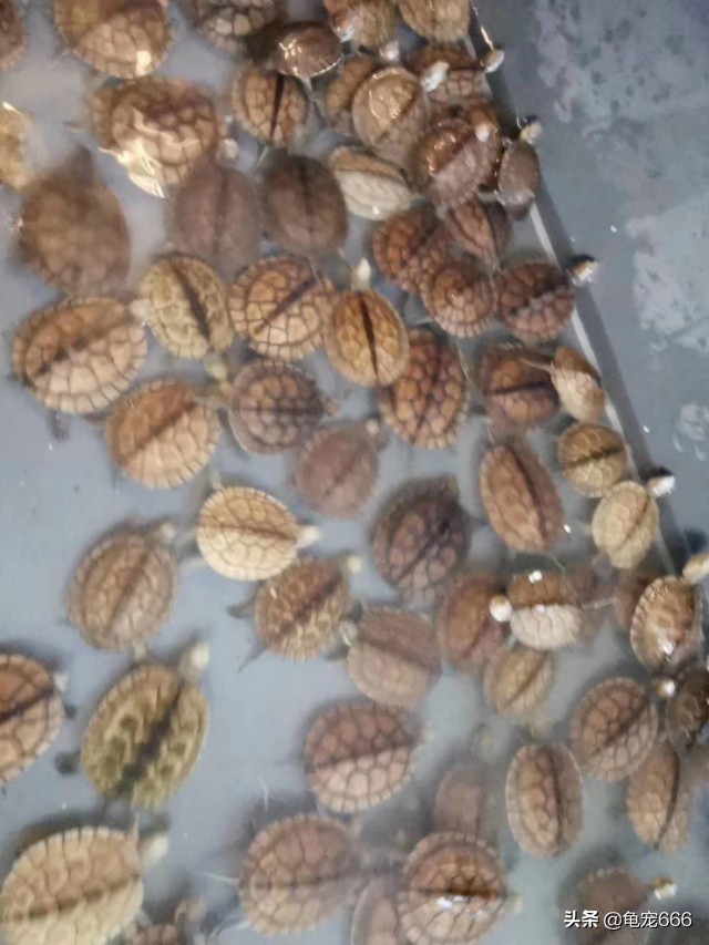 乌龟肺炎早期有什么症状,冬季乌龟肺炎的表现症状有哪些