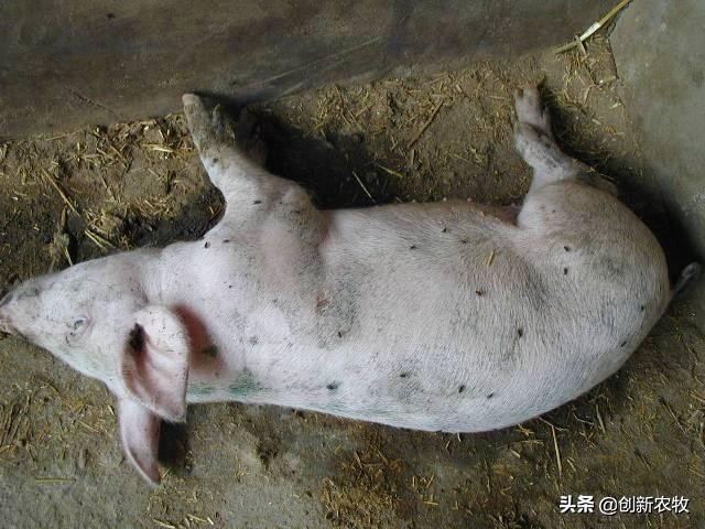 猪附红细胞体病怎么预防,猪附红细胞体病最佳治疗