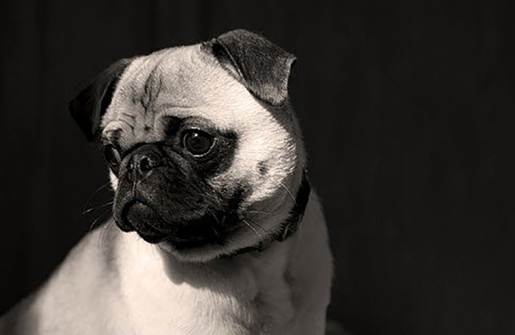 巴哥犬怎么去体味,巴哥犬体味为什么那么大