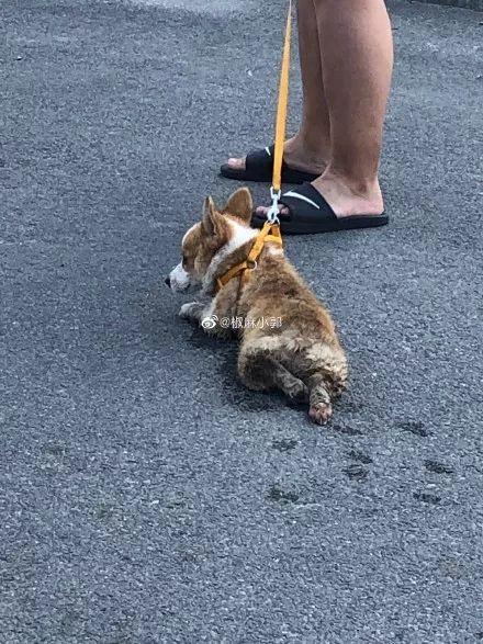 养宠物的本质是让人有优越感,每天养一种宠物的感觉是什么感觉