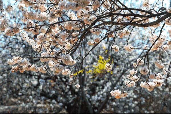 日照最美桃源,寻找最美春天日照惊艳全城