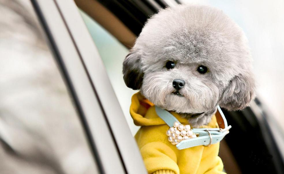 泰迪的养狗指南,养狗新手推荐什么狗德牧