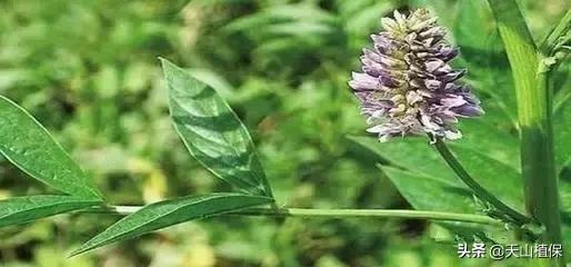 荒漠发现的生物,新疆戈壁滩常见低矮植物