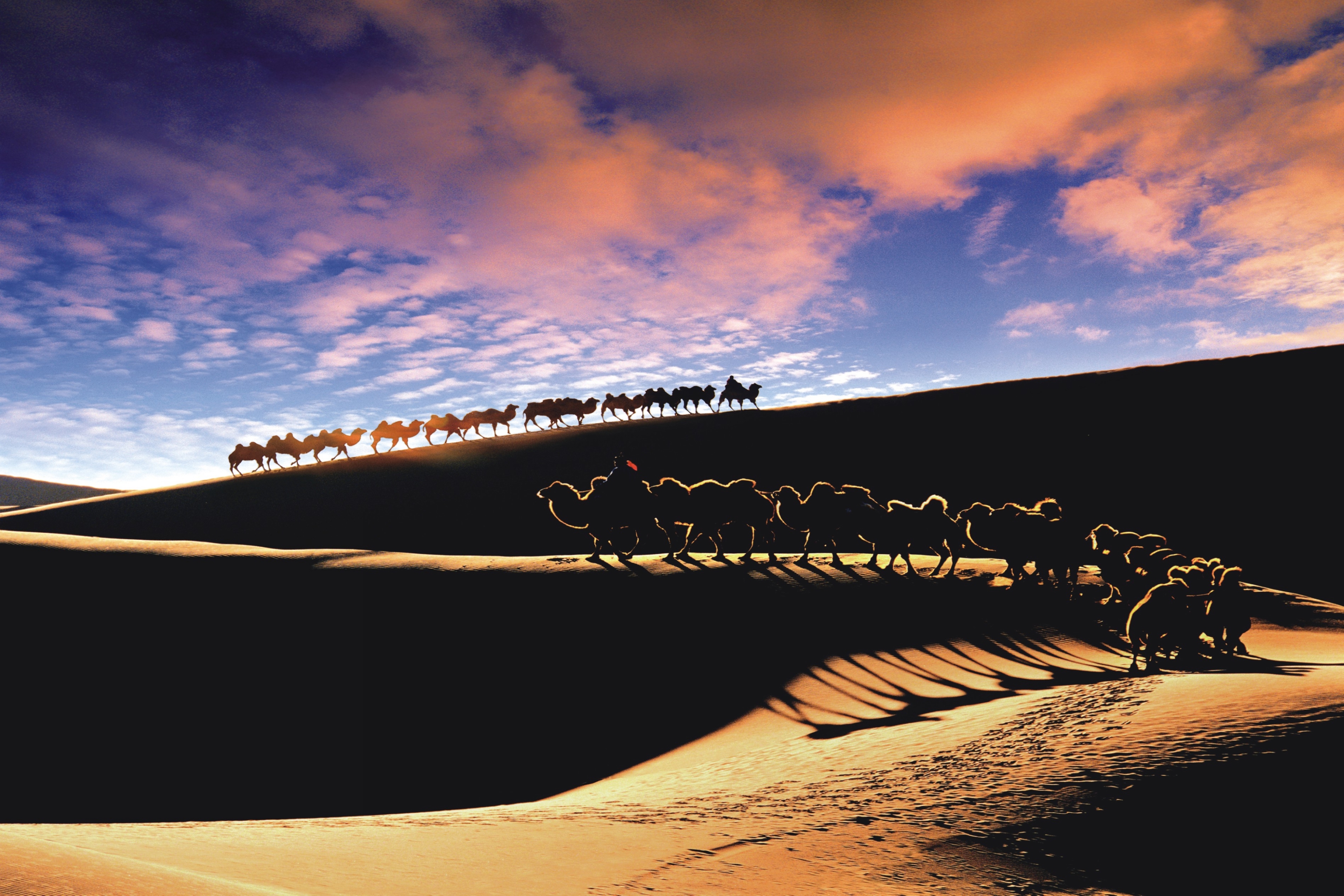 “香”约青城：当草原遇见沙漠，一座城感受两种不同的风情