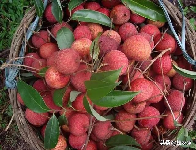 中国荔枝之乡是广西灵山还是广东,广西钦州灵山县是中国荔枝之乡吗