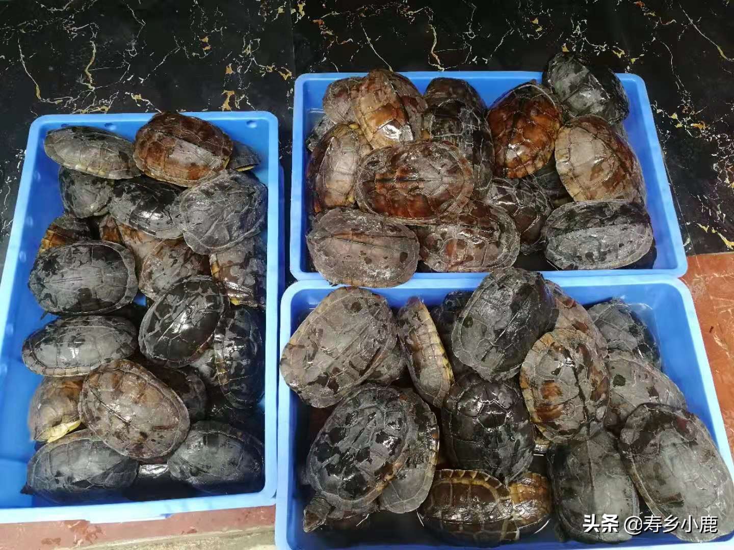 石金钱龟的冬眠时间是多长,石金钱龟冬眠需要干养还是水养