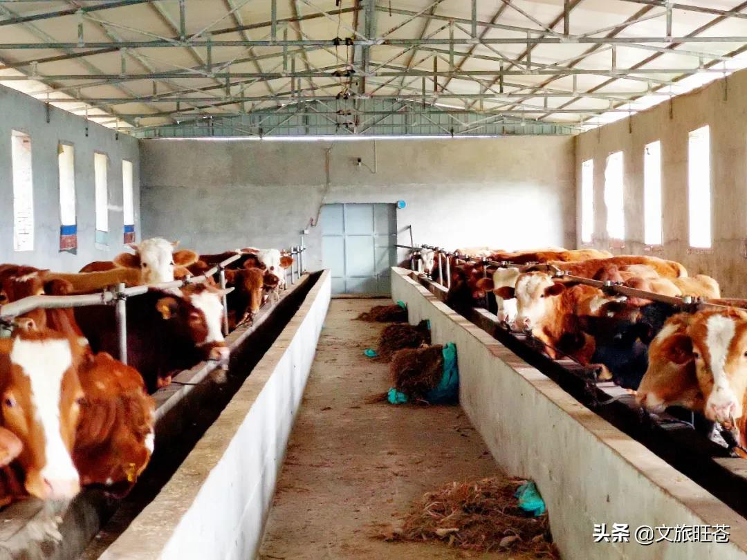 县域副中心有哪些,白水镇如何建设县域副中心