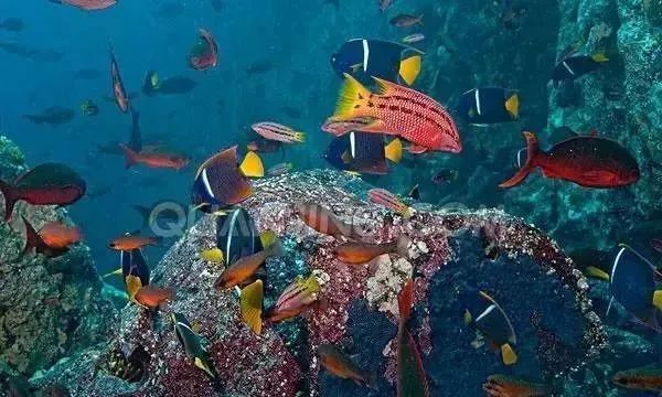 全球top是什么意思啊,全球top的作品