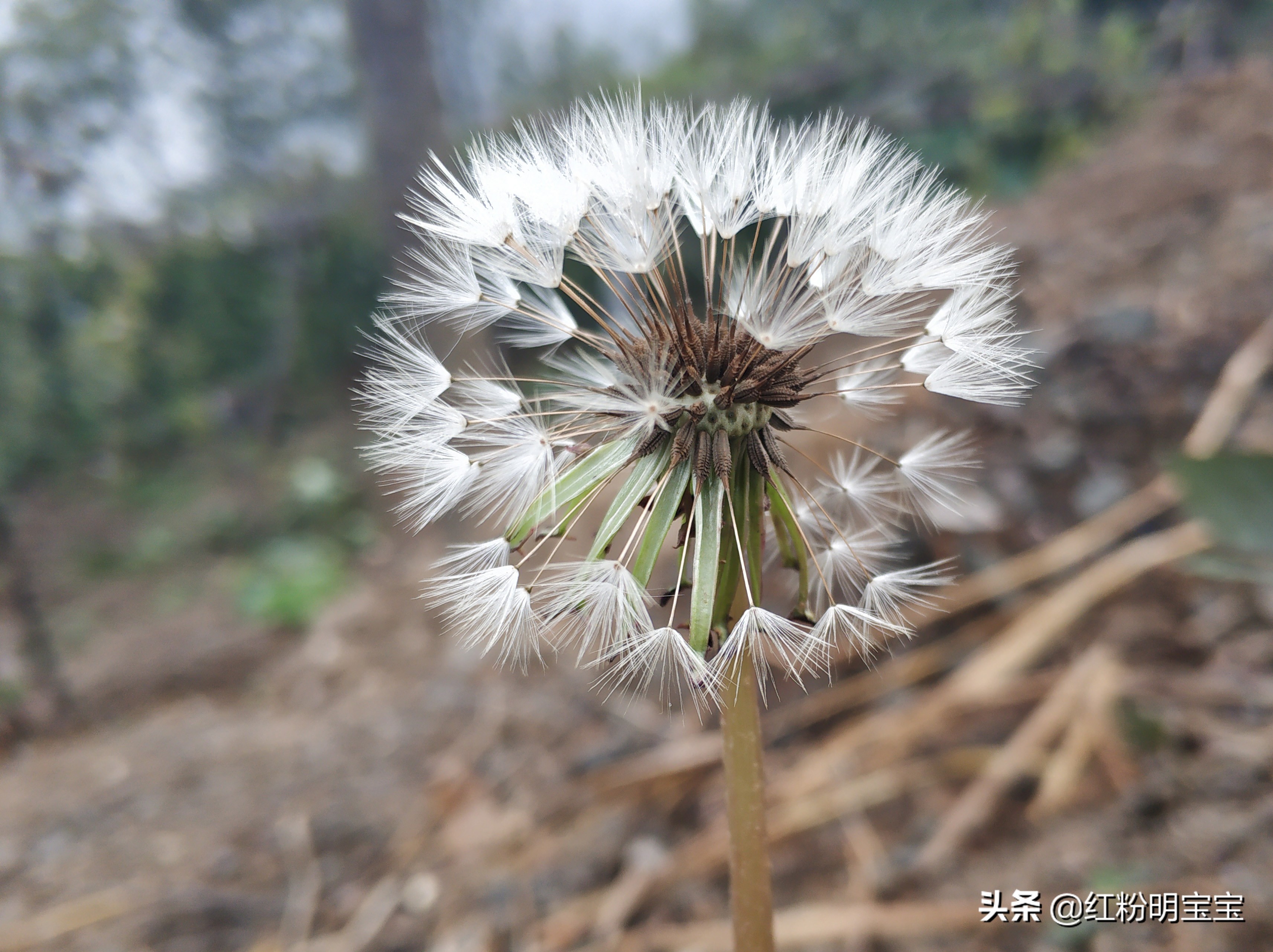 秦岭蒲公英花海,秦岭山下的蒲公英