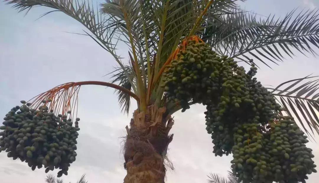 突尼斯是不是地中海,突尼斯一半沙漠