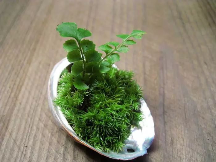 养植物养不活怎么回事,养植物养不活怎么照顾都没用