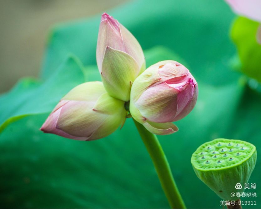 并蒂莲七绝二首,并蒂莲七绝诗