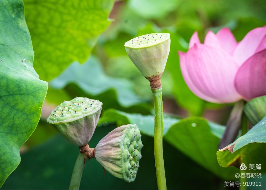 并蒂莲七绝二首,并蒂莲七绝诗