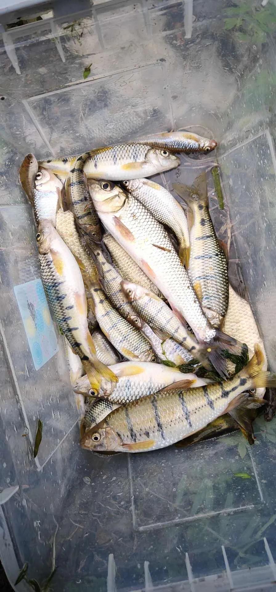 路亚亮片真的不要乱用，不是所有的路亚都会引起鱼儿的兴趣