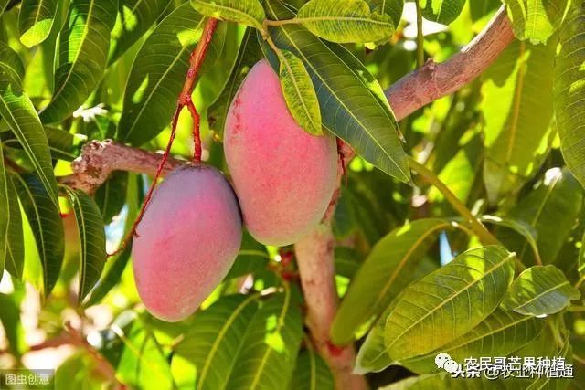 芒果流胶病怎么治疗,芒果流胶病防治措施