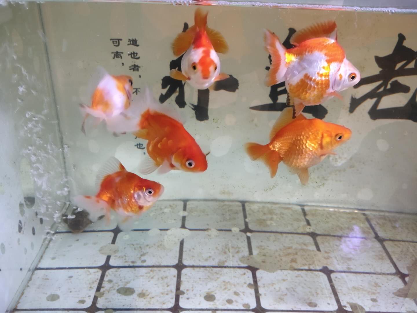 草金鱼可以和其他品种金鱼混养吗,鹅头红金鱼和珍珠金鱼可以混养吗