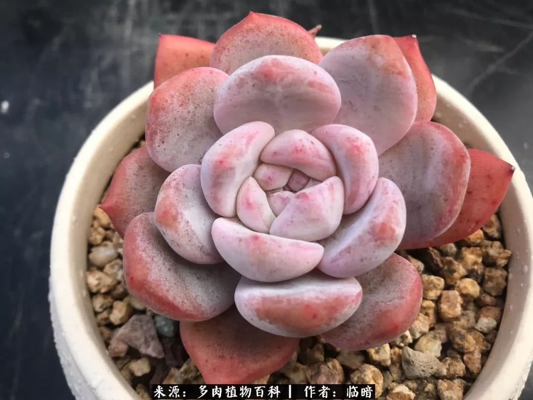 多肉带给我的感情,多肉给人们带什么作用