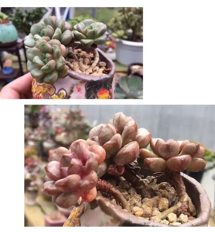 冬去春来，愿你无恙，疫情退去，养肉依旧！