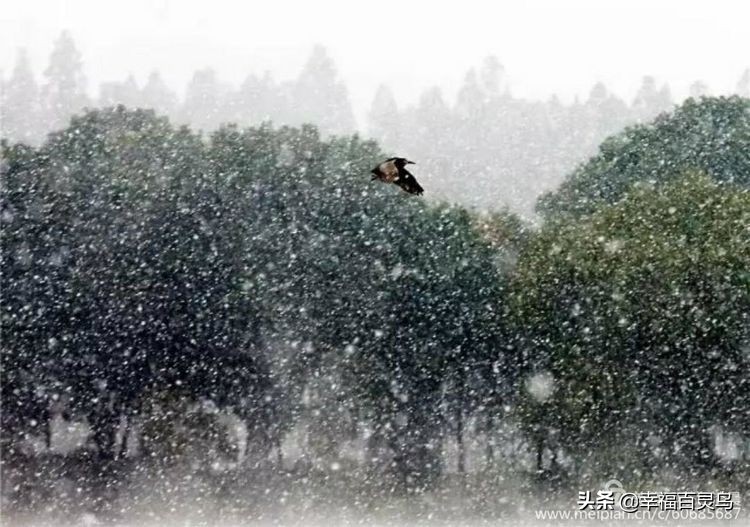 闆惤瀚ｇ劧,闆惤瀚ｇ劧鐩稿尮閰嶇殑缃戝悕