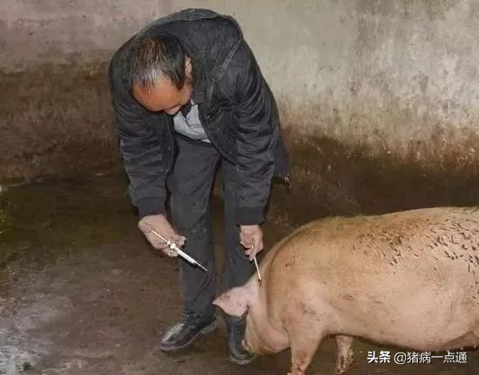 母猪流黄色粘液怎么治,怀孕母猪流白带是什么原因