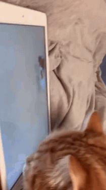 白猫头上一撮黑毛而且很凶,当猫戴上了金箍