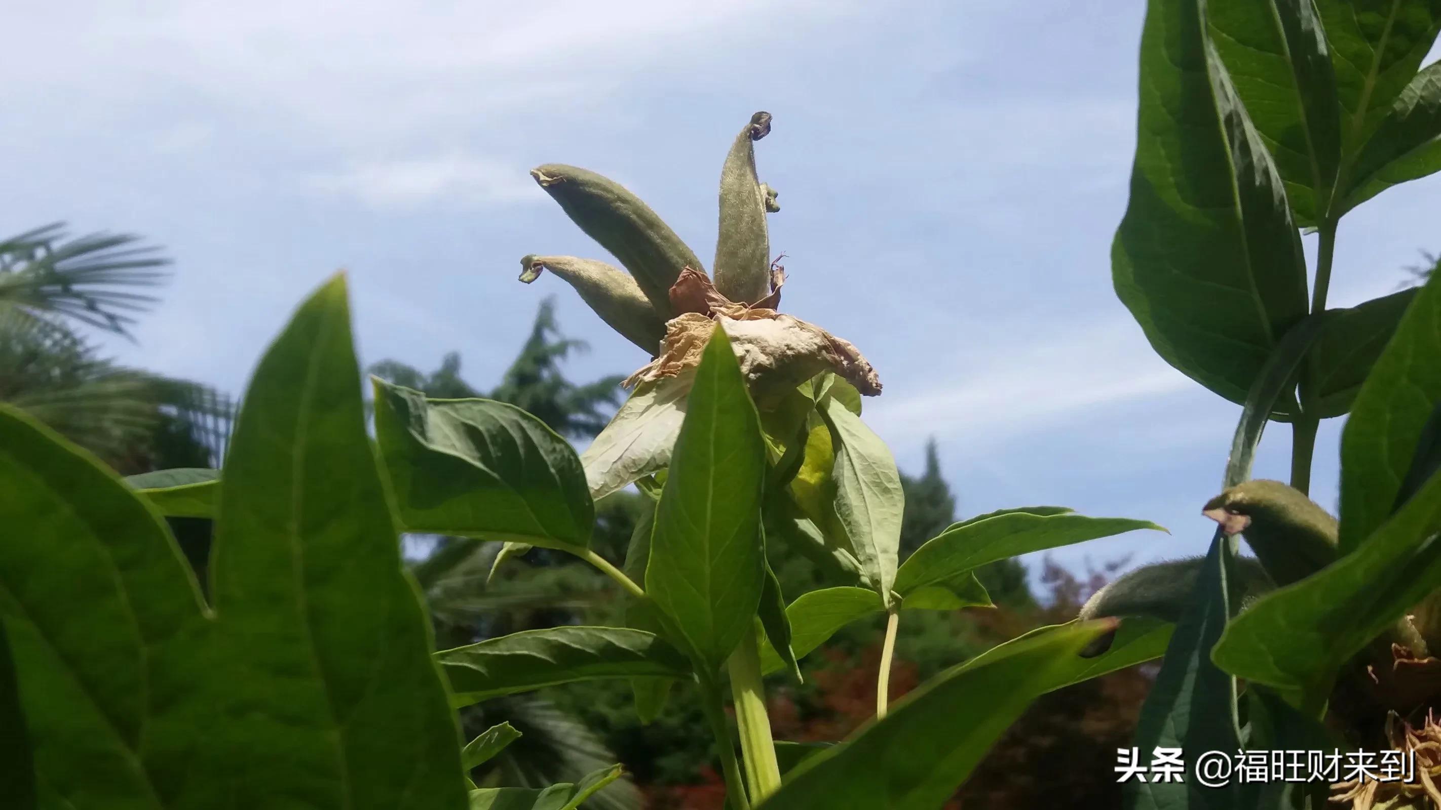 6月5号芒种,2018年6月6日芒种