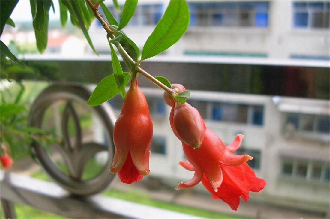 石榴花盆栽教程,石榴开花换盆后怎么养