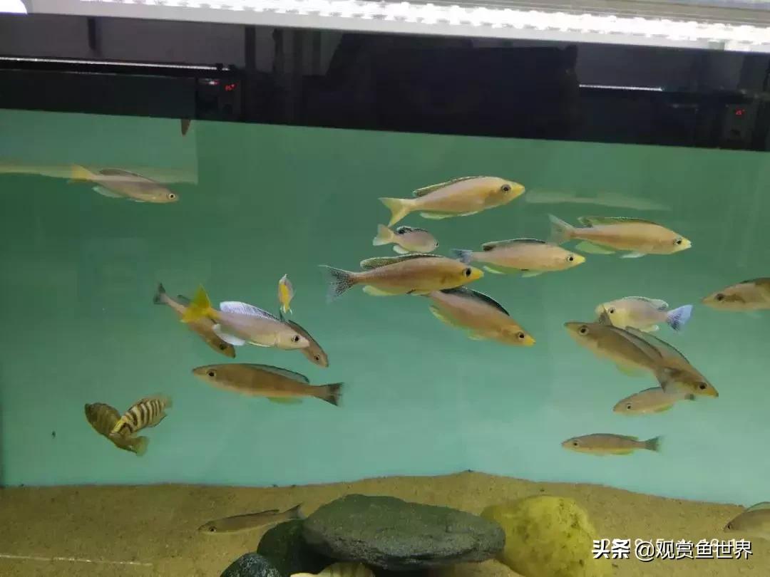 梦想的三湖世界持续建设中……方位:中国天津