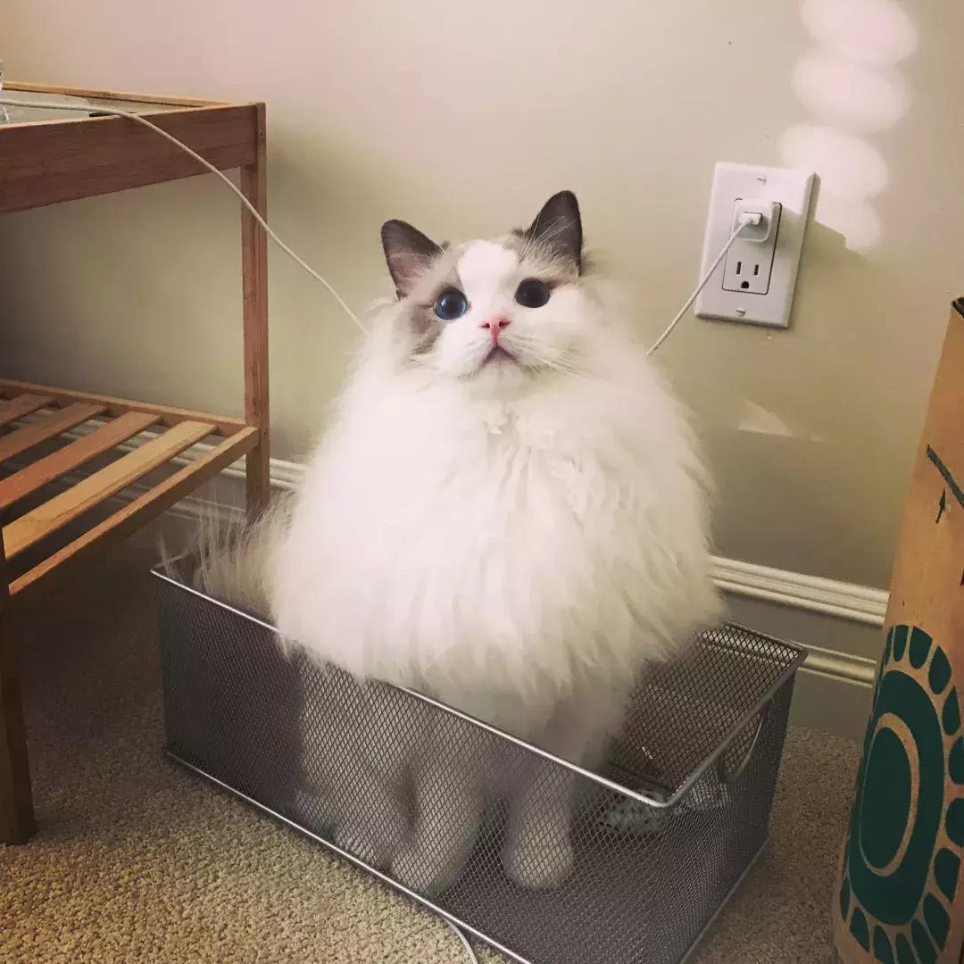 铲屎官错误抱猫被排斥，学会三种正确姿势，主人不再担心被抓伤！