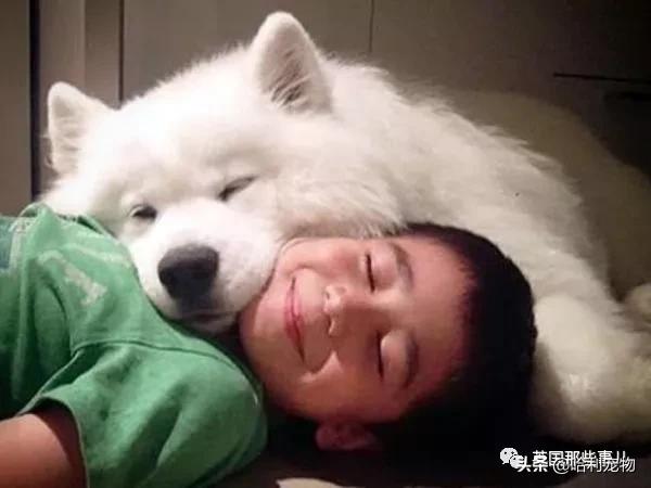 要狗看门？千万别选萨摩耶！这货除了笑不会干别的了