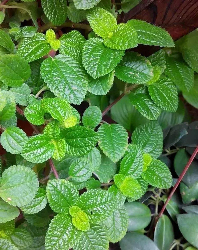 家里养什么花能除甲醛,什么花除甲醛净化空气最好