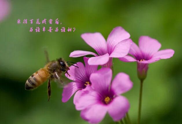 筱青读诗词:蜂,采得百花成蜜后为谁辛苦为谁甜教师节快乐