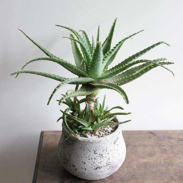 芦荟怎么养才能更旺盛颜色好看,库拉索芦荟冬季换盆后需要浇水吗