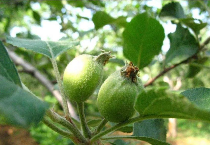 果实没有膨大的原因,果实大小不一主要是什么引起的